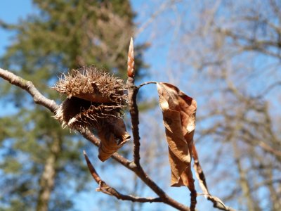 Fagus sylvatica - buk lesní - pupen